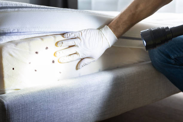 Best Pest Control Near Me  in Clark Mills, NY