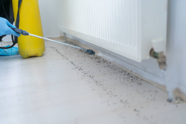 Best Wasp Removal Services  in Clark Mills, NY